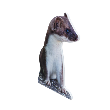 Animal Display Weasel