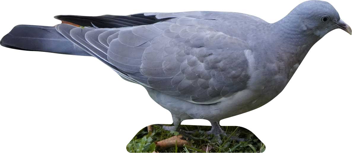 Animal display stock dove