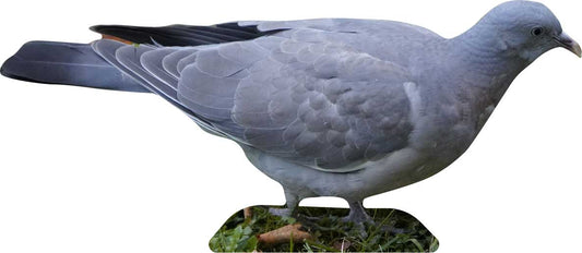 Animal display stock dove