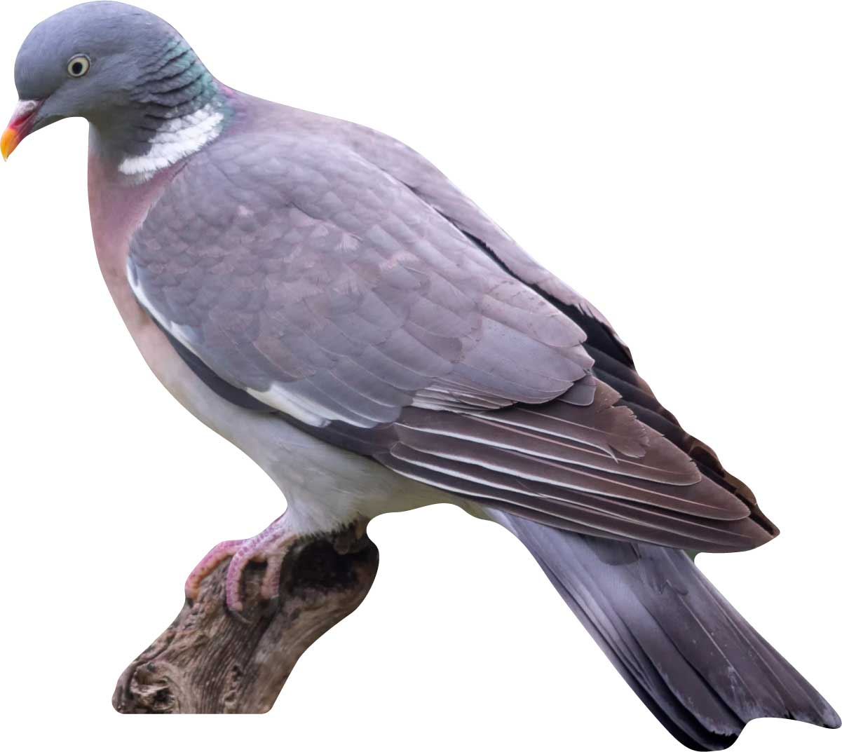 Animal display stock dove