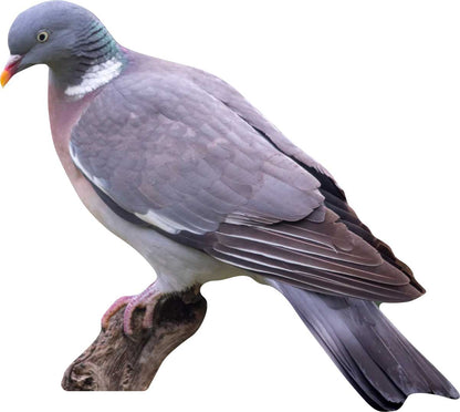 Animal display stock dove - outdoor set