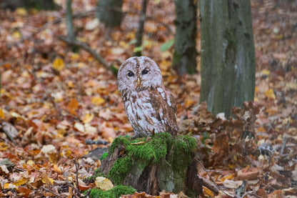 Animal display tawny owl