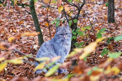 Animal display wildcat