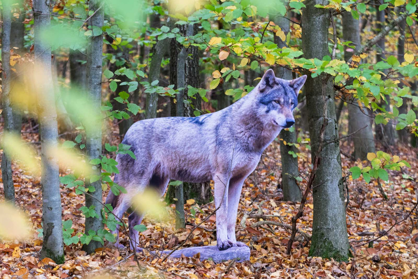 Animal display European wolf - outdoor set