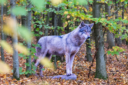 Animal display European wolf - outdoor set