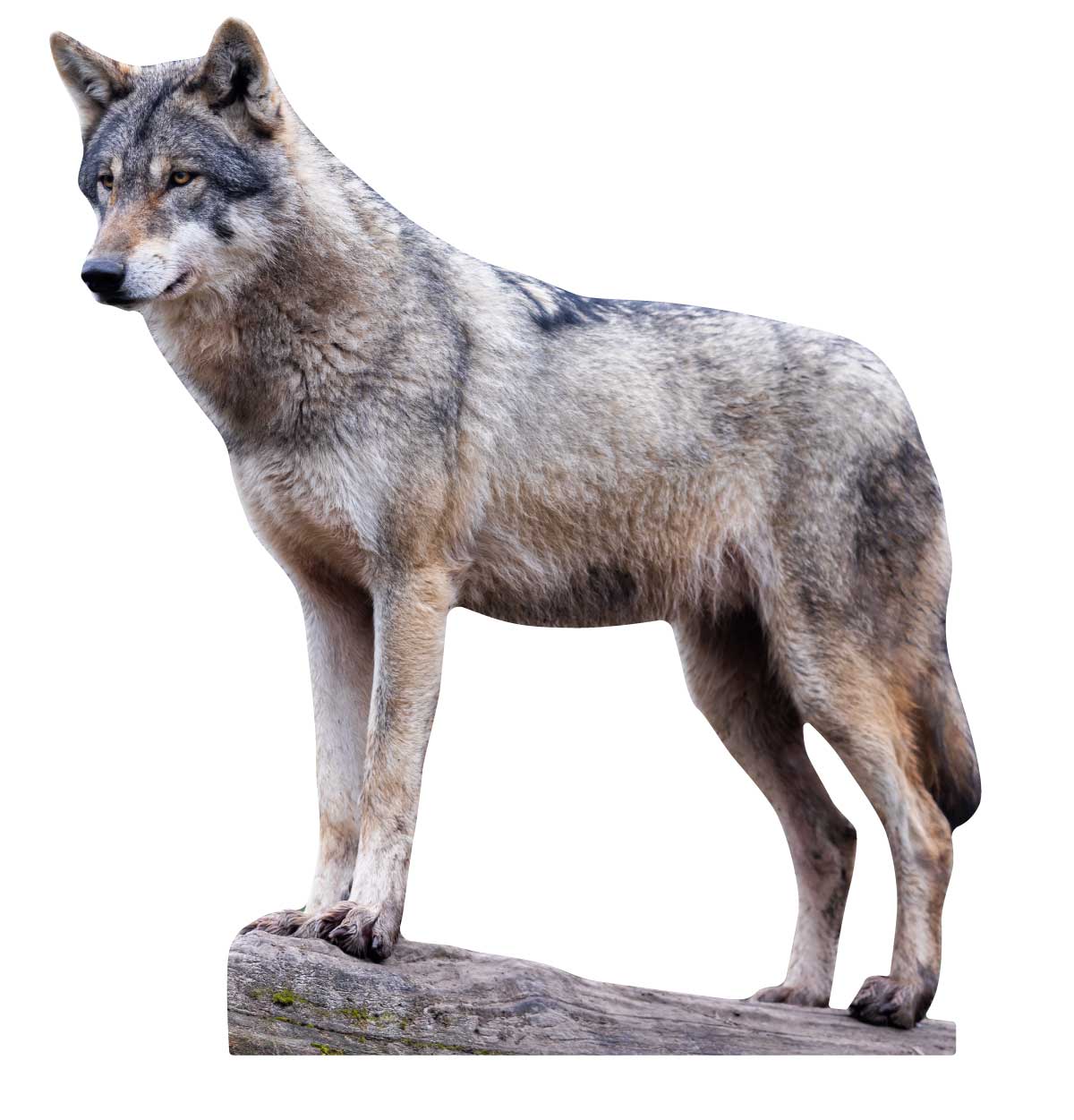 Animal display European wolf