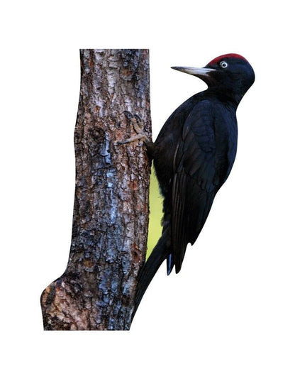 Animal display black woodpecker