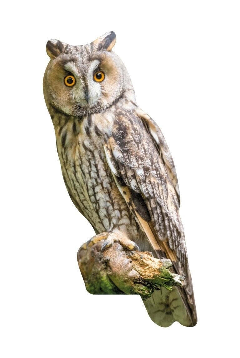 Animal display long-eared owl