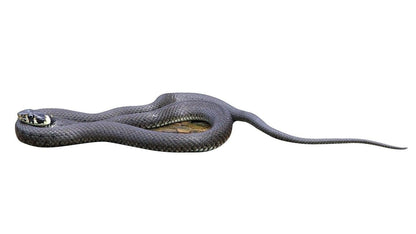 Animal display Grass snake