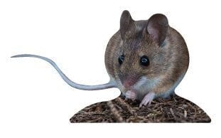 Animal display wood mouse