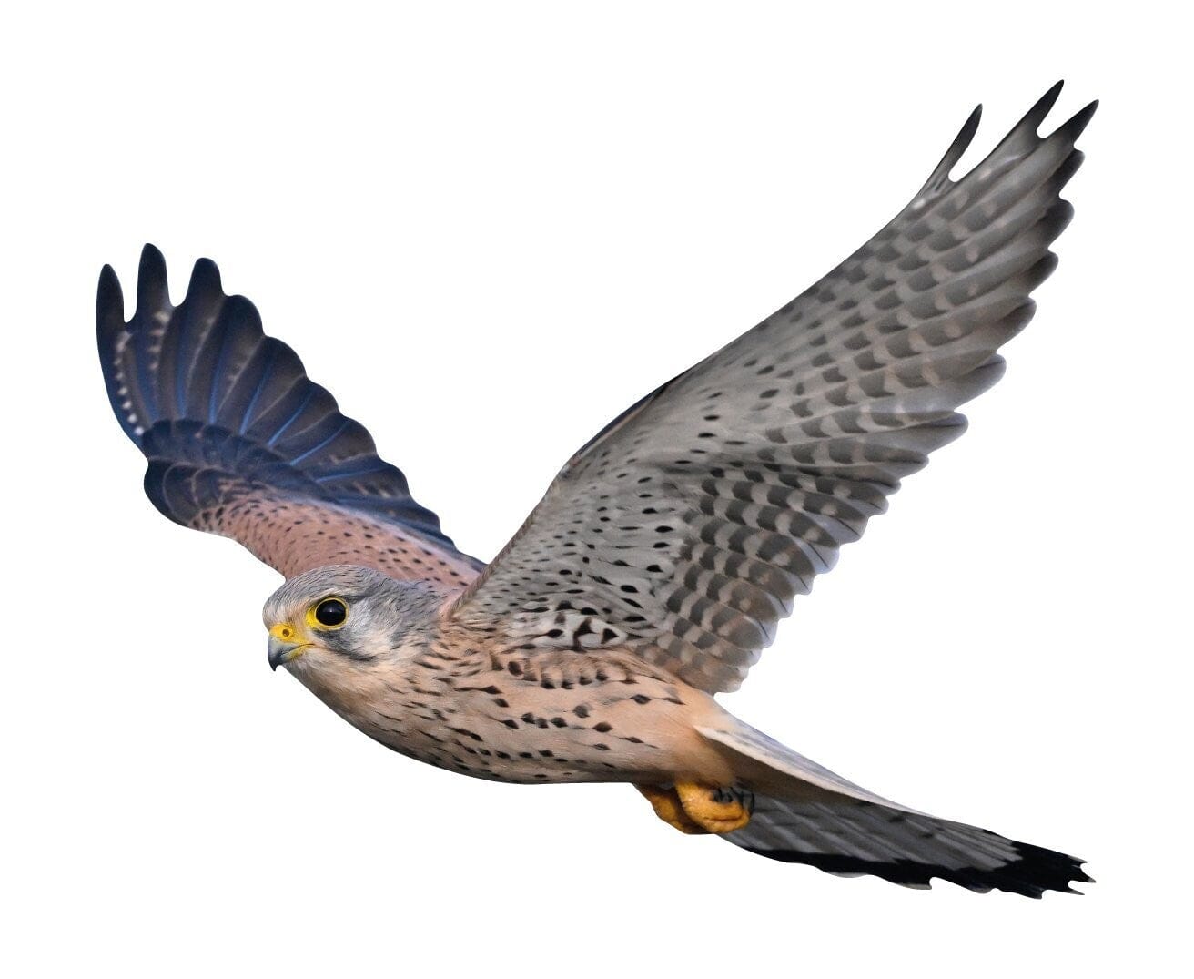 Kestrel - flying (bird protection)